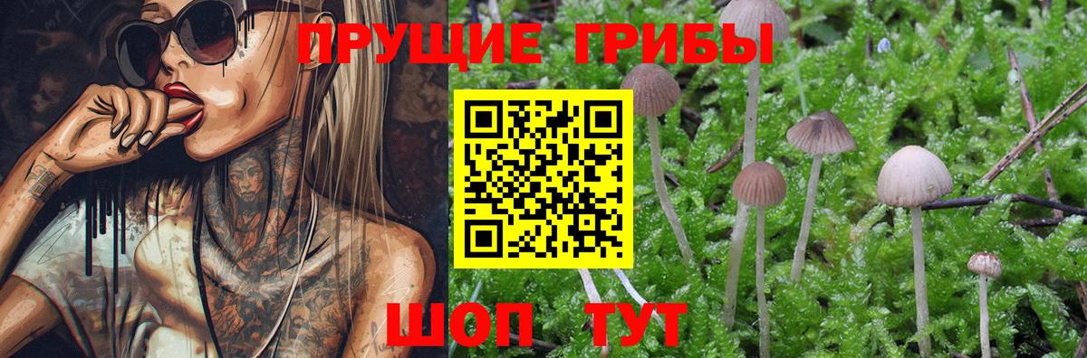 Псилоцибиновые грибы MAGIC MUSHROOMS  Псилоцибиновые грибы мицелий  Вход с VPN  Россия 